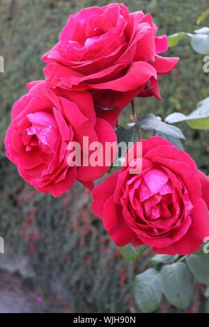 Rosa Rosen im botanischen Garten, Vancouver Stockfoto