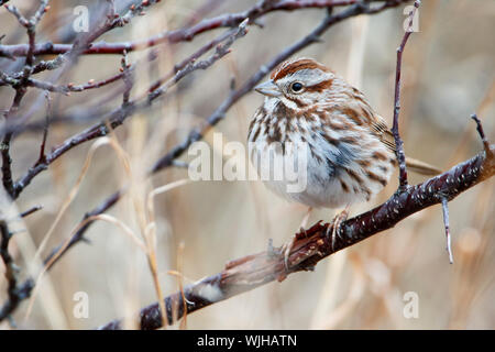 Song sparrow (Melospiza melodia) auf Zweig an der Jones Beach State Park, New York Stockfoto