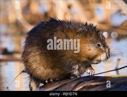 Die Bisamratte (Ondatra Zibethicus), die einzige Art in der Gattung Ondatra, ist ein mittelständisches semi-aquatischen Nagetier in Nordamerika heimisch, und in eingeführt. Stockfoto