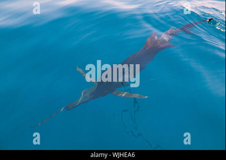 Sailfish Sportfishing nah am Boot mit Angelschnur unter Oberfläche Stockfoto