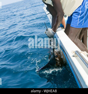 Sailfish catch Billfish sportfishing Holding bill Stockfoto