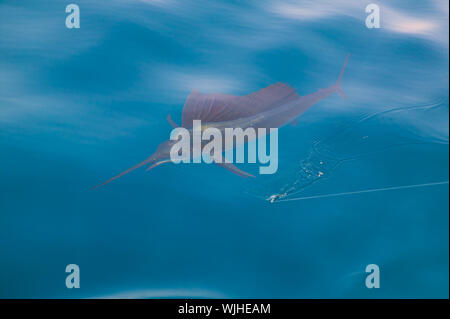 Sailfish Sportfishing nah am Boot mit Angelschnur unter Oberfläche Stockfoto