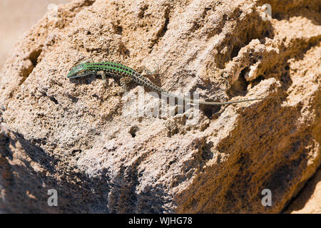 Die lizard Lacerta viridis sitzt auf einem Stein. Hintergrund detailliertes Bild einer Eidechse auf einem stoneon ein sonniger Tag, mit Kopie Raum schließen. Tierwelt der Anim Stockfoto