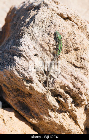 Die lizard Lacerta viridis sitzt auf einem Stein. Hintergrund detailliertes Bild einer Eidechse auf einem stoneon ein sonniger Tag, mit Kopie Raum schließen. Tierwelt der Anim Stockfoto