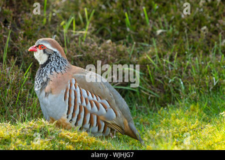 Rebhuhn, red-legged Partridge in natürlichen, Moor Lebensraum mit frühen Morgen Tau, aus der Nähe. Horizontale, Landschaft, Raum für Kopieren. Stockfoto