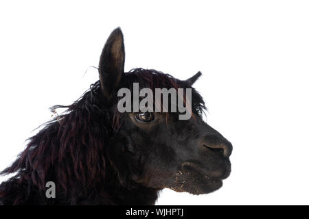 Leiter der Alpaka schwarz auf weißem Hintergrund Stockfoto