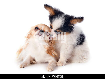 Papillon Welpen und Chihuahua vor weißem Hintergrund Stockfoto
