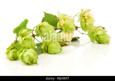 Blühende Hop mit Blättern auf weißem Hintergrund Stockfoto