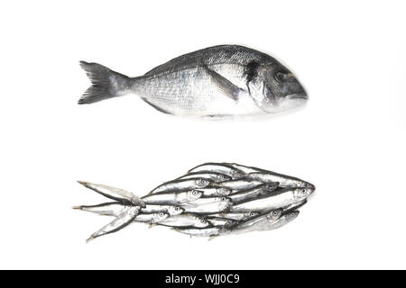 Dorado Fisch und Fisch Silhouette von kleinen Fischen zusammengestellt. Auf weiß Isoliert, Ansicht von oben. Stockfoto