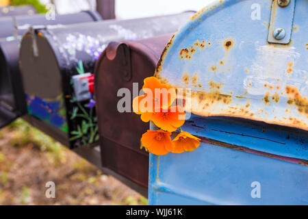 California Poppy Flower Grunge Postfächer entlang Pacific Highway Route 1 US 101 USA Stockfoto