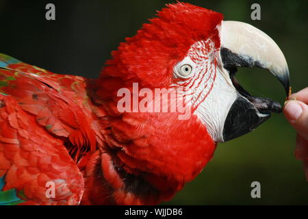 Eine hellrote Ara einen schnellen Snack Pause nach dem Fliegen von seiner Stange. Stockfoto