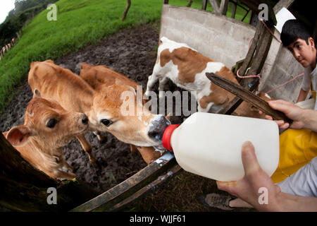 Fütterung der hungrige Kälber auf Costa Rica Milchviehbetrieb Stockfoto