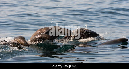 Dichtungen schwimmen und springen aus dem Wasser. Kap Fell Dichtung (Arctocephalus pusilus). Kalk Bay, der False Bay, Südafrika Stockfoto