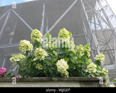 Eine buschige weiße Hortensie wächst vor der High-Tech-Stahl und Kettenhemden Struktur, ist der Schutz von Hill House von weiteren Wetter erosion. Stockfoto