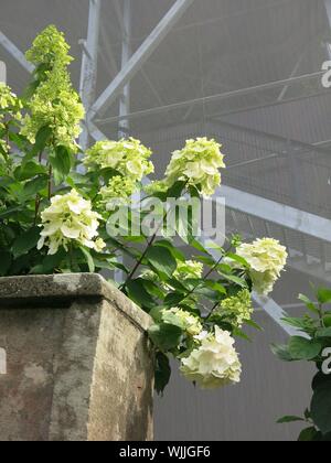 Eine buschige weiße Hortensie wächst vor der High-Tech-Stahl und Kettenhemden Struktur, ist der Schutz von Hill House von weiteren Wetter erosion. Stockfoto