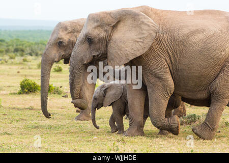 Eine Gruppe von Elefanten marschiert vorwärts nach Hapoor Damm in Addo National Park, Südafrika Stockfoto