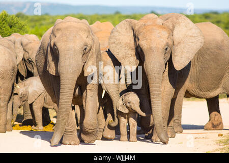 Eine große Herde Afrikanischer Elefant Ansätze Hapoor Dam, Addo National Park, Südafrika Stockfoto