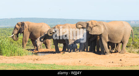 Eine große Herde Afrikanischer Elefant Getränke aus der freigebigen Gewässern des Hapoor Dam, Addo National Park, Südafrika Stockfoto
