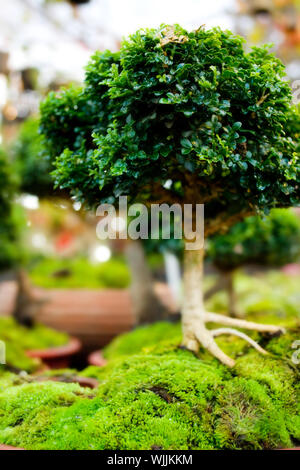 Bonsai Bäume in Töpfen mit Moos in der Natur Stockfoto