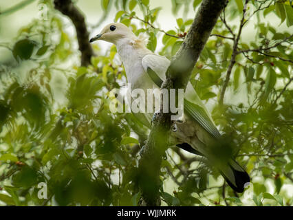 Pied Imperial-Pigeon - Ducula bicolor ist groß, pied Taube, in Wald, Waldfläche, Mangroven, Plantagen und Gestrüpp in Südostasien gefunden, von Myanma Stockfoto