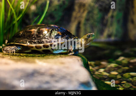 Eine nördliche Karte turtle hat oben auf einem Felsen in seinem Terrarium kletterte, zeigt seine glatten, nassen Shell. Stockfoto