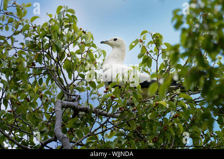 Pied Imperial-Pigeon - Ducula bicolor ist groß, pied Taube, in Wald, Waldfläche, Mangroven, Plantagen und Gestrüpp in Südostasien gefunden, von Myanma Stockfoto