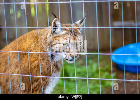 Der eurasische Luchs sitzt am Rande der eingesperrten Bereich in einem kleinen Zoo, beobachten. Diese Lynx ist ein Tier gerettet, aber seine Gefangenschaft bleibt umstritten. Stockfoto