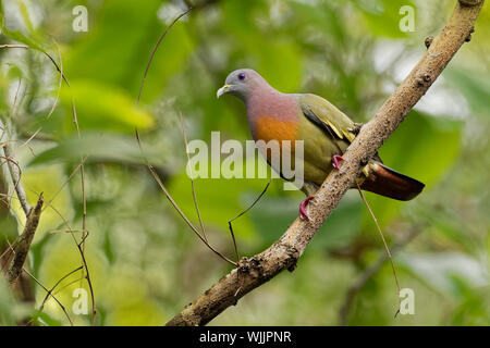 Rosa-necked Green-Pigeon-Treron vernans Vogelart aus der Familie Columbidae, gemeinsame in Südostasien, aus Myanmar und Vietnam im Süden bis zur Isla Stockfoto