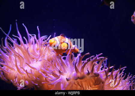 Clown Fische im Aquarium in Sydney, Australien Stockfoto