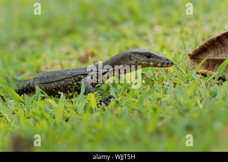 Asiatische Wasser-monitor Varanus Salvator auch gemeinsame Wasser Monitor, große varanid Eidechse, die in Süd- und Südostasien (kabaragoya, zwei-Gebändert Moni Stockfoto