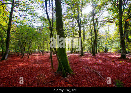 Herbst Selva de Irati fallen Buche Dschungel in Navarra Pyrenäen von Spanien Stockfoto