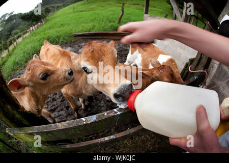 Fütterung der hungrige Kälber auf Costa Rica Milchviehbetrieb Stockfoto