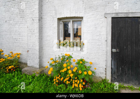 Eine gemalte weiße Mauer eines Gebäudes in Porvoo, Finnland, mit gelben Blumen im Garten draußen und die Fenster. Stockfoto