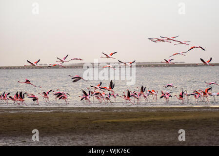 Große Herde von rosa Flamingos im Flug in Walvis Bay, Namibia Stockfoto