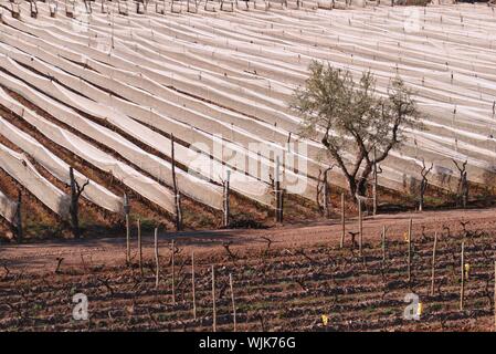 Reihen von beschnitten Weinreben unter Weißen antihail Verrechnung in der Provinz Mendoza, Argentinien geschützt. Stockfoto