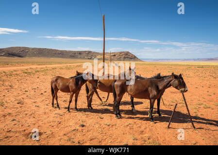 Wilden Pferde der Namib Wüste in der Nähe von Australien, Süd Namibia Stockfoto