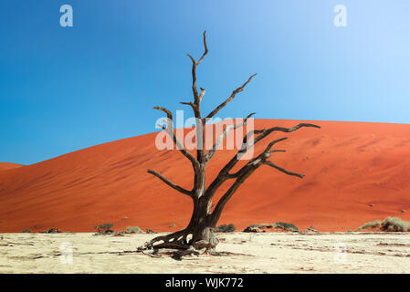 Totes kamel Thorn Tree und die roten Dünen des Deadvlei in Namibia Stockfoto