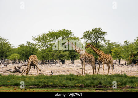Giraffen trinken Wasser aus einem Wasserloch im Etosha National Park Stockfoto