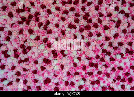 Wand aus weissen, rosa und roten Rosen an einem Taufe Stockfoto