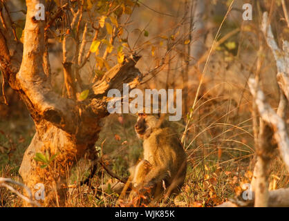 Yellow baboon (Papio cynocephalus) im Kafue National Park. Sambia Stockfoto