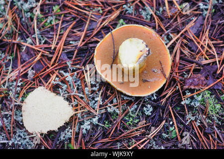 Xerocomus badius Pilz wächst im Wald. Stockfoto