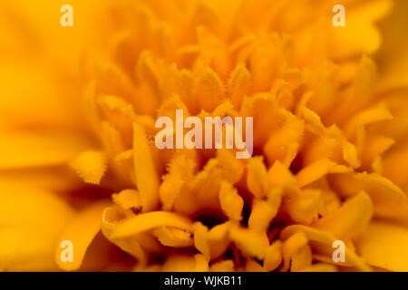 Makro Bild der gelben Blume Stockfoto