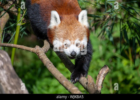 Red Panda entlang einige Zweige Stockfoto