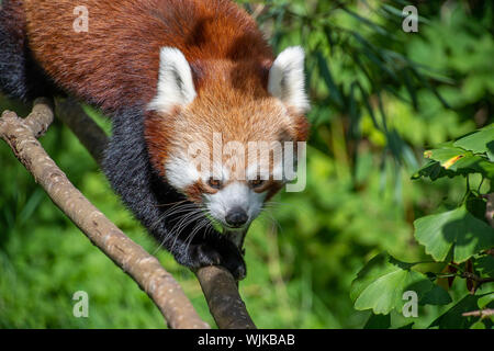 Red Panda entlang einige Zweige Stockfoto