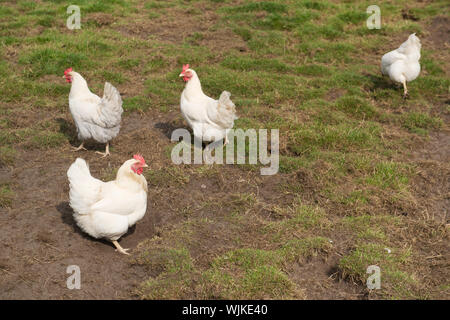 Mehrere weiße Huhn zu Fuß auf der Wiese Stockfoto