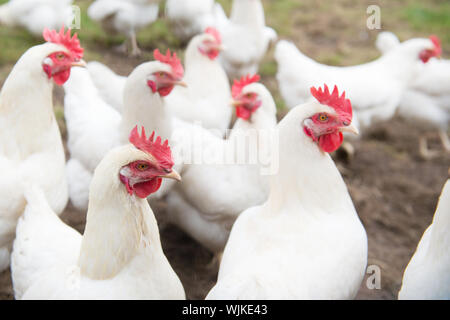 Mehrere weiße Huhn zu Fuß auf der Wiese Stockfoto