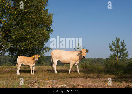 Piemonteser Rinder Kühe trinken in Natur See Stockfoto