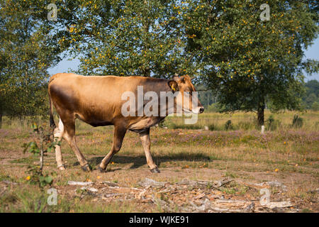Piemonteser Rinder Kühe trinken in Natur See Stockfoto