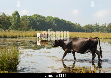 Piemonteser Rinder Kühe trinken in Natur See Stockfoto