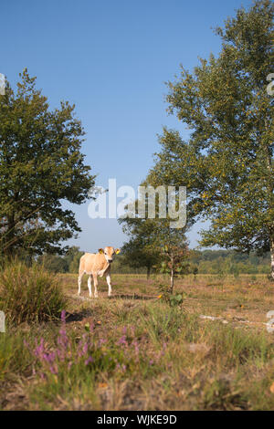 Piemonteser Rinder Kühe trinken in Natur See Stockfoto
